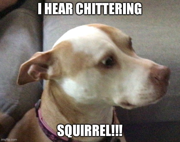 Squirrel | I HEAR CHITTERING; SQUIRREL!!! | image tagged in funny | made w/ Imgflip meme maker