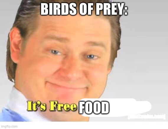 It's Free Real Estate | BIRDS OF PREY: FOOD | image tagged in it's free real estate | made w/ Imgflip meme maker