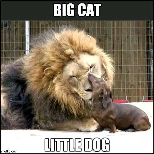 To Make You Smile ! | BIG CAT; LITTLE DOG | image tagged in fun,big cat,little dog | made w/ Imgflip meme maker
