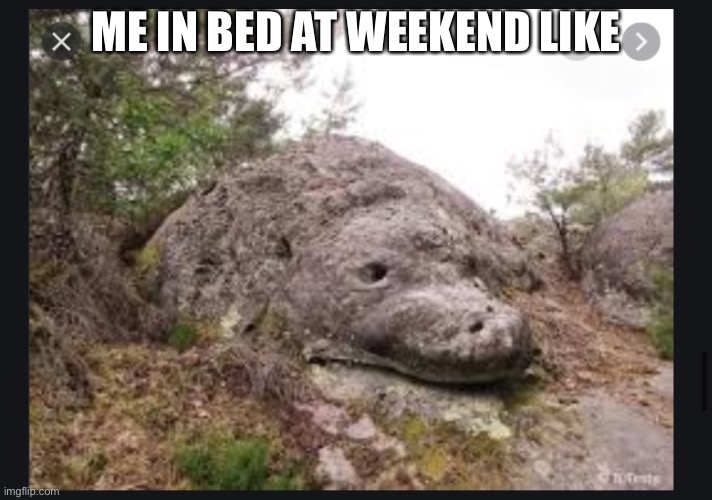 Rock seal | ME IN BED AT WEEKEND LIKE | image tagged in rock seal | made w/ Imgflip meme maker