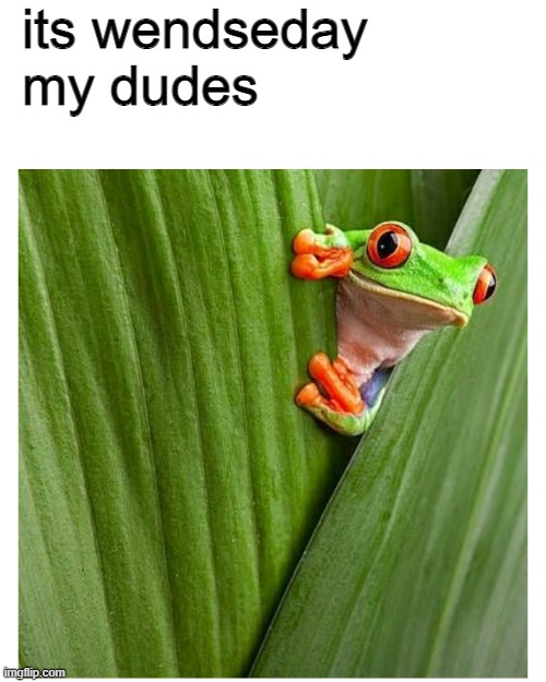 Image Title | its wendseday my dudes | image tagged in frog peeking out from leaf | made w/ Imgflip meme maker