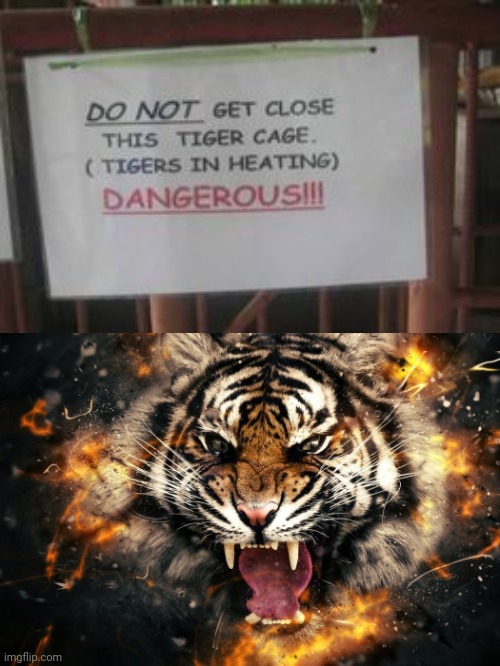 Tiger cage sign | image tagged in roaring tiger abstract,tigers,tiger,memes,meme,funny signs | made w/ Imgflip meme maker