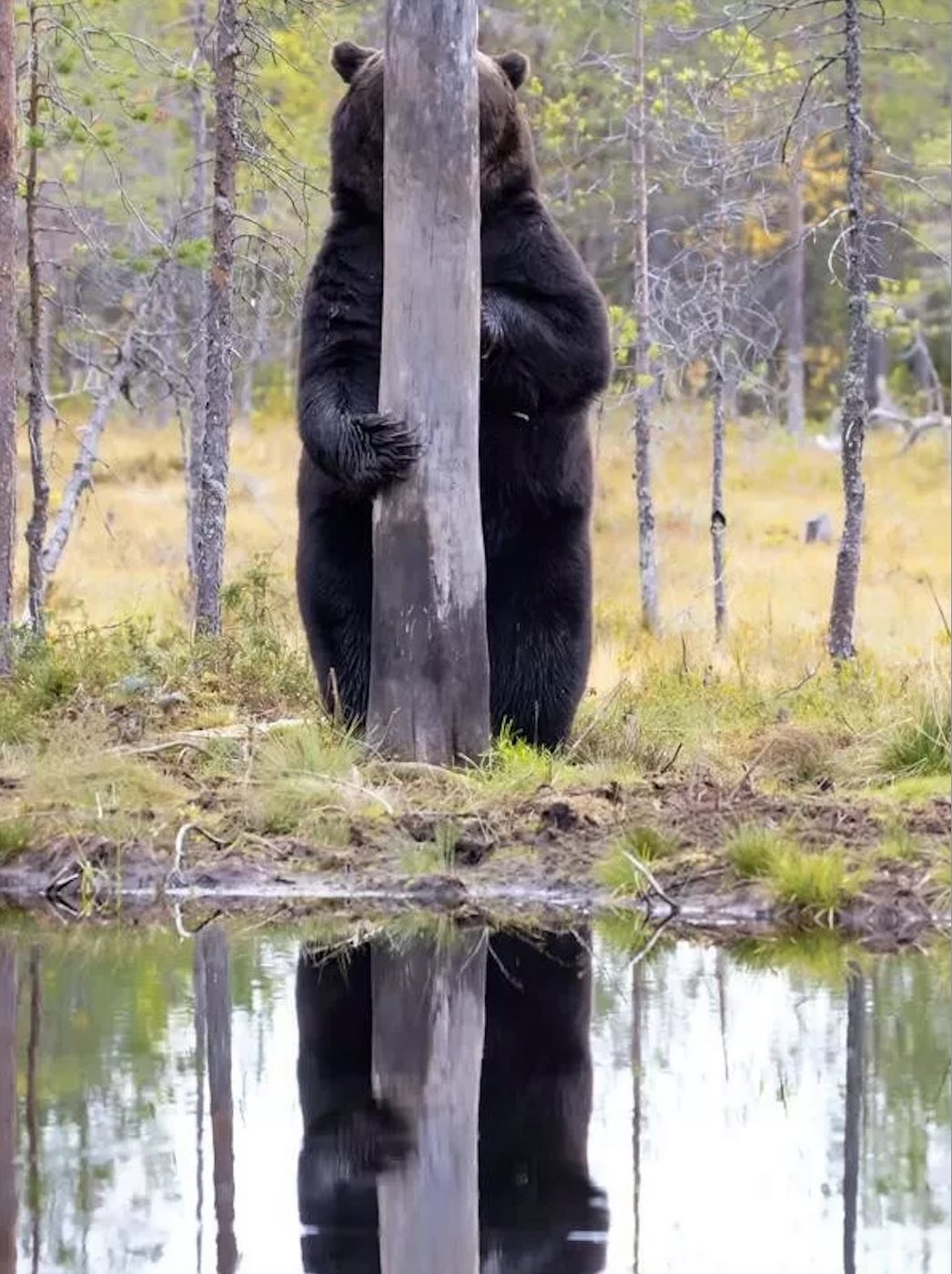 High Quality Bear behind tree Blank Meme Template