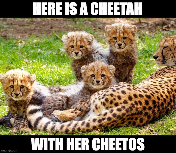 Cheetah | HERE IS A CHEETAH; WITH HER CHEETOS | image tagged in dad joke | made w/ Imgflip meme maker