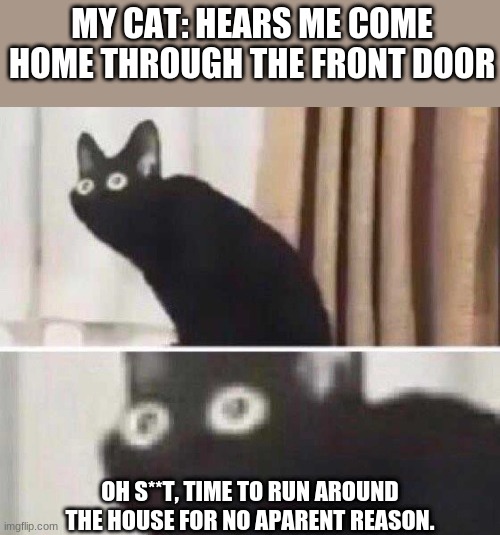 Im not even kidding my cat actualy does this | MY CAT: HEARS ME COME HOME THROUGH THE FRONT DOOR; OH S**T, TIME TO RUN AROUND THE HOUSE FOR NO APARENT REASON. | image tagged in funny cats,true story | made w/ Imgflip meme maker