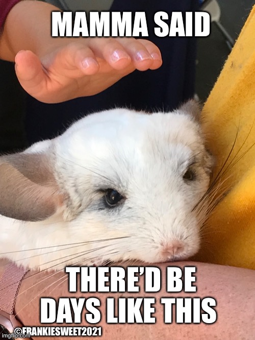 Mamma said | MAMMA SAID; THERE’D BE DAYS LIKE THIS; ©FRANKIESWEET2021 | image tagged in animals,cute,chinchilla,pets,petting zoo,critter | made w/ Imgflip meme maker