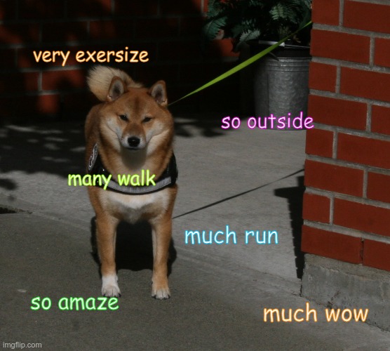 doge going on a walk | very exersize; so outside; many walk; much run; so amaze; much wow | image tagged in doge | made w/ Imgflip meme maker