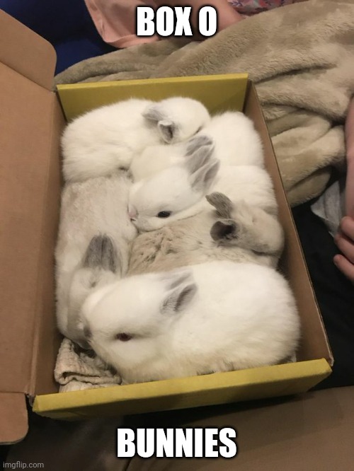 BUNNY BOX | BOX O; BUNNIES | image tagged in bunnies,bunny,rabbit | made w/ Imgflip meme maker