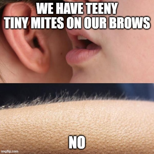 *Goes to mirror* | WE HAVE TEENY TINY MITES ON OUR BROWS; NO | image tagged in whisper and goosebumps | made w/ Imgflip meme maker