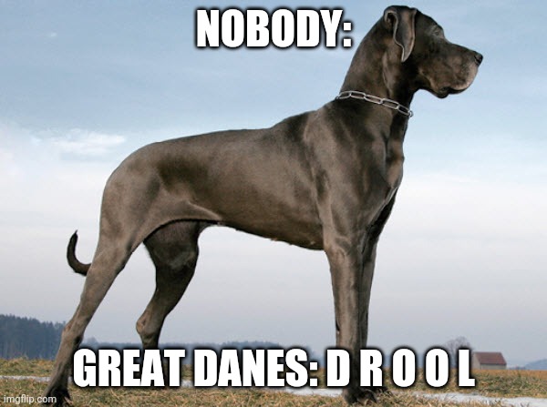 True fakts | NOBODY:; GREAT DANES: D R O O L | image tagged in great dane | made w/ Imgflip meme maker