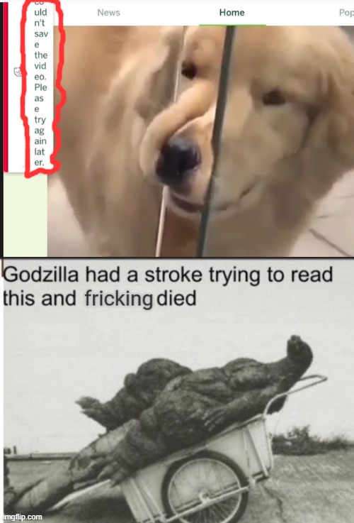 the dog says it all | image tagged in godzilla had a stroke trying to read this and fricking died,what,confusion,memes | made w/ Imgflip meme maker