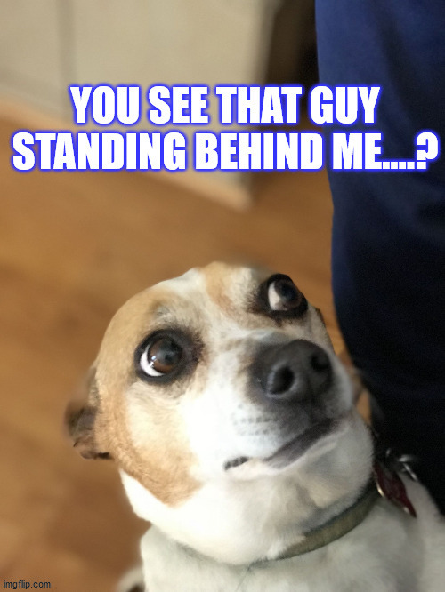 PARANOID DOG | image tagged in paranoid dog | made w/ Imgflip meme maker