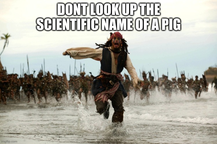 captain jack sparrow running | DONT LOOK UP THE SCIENTIFIC NAME OF A PIG | image tagged in memes,funny,fun,funny memes,lol,imgflip | made w/ Imgflip meme maker