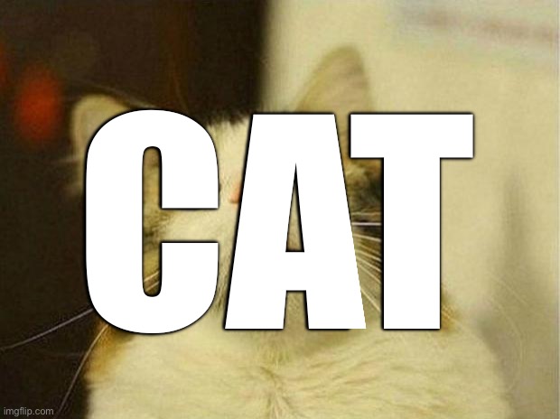 Scared Cat Meme | CAT | image tagged in memes,scared cat | made w/ Imgflip meme maker
