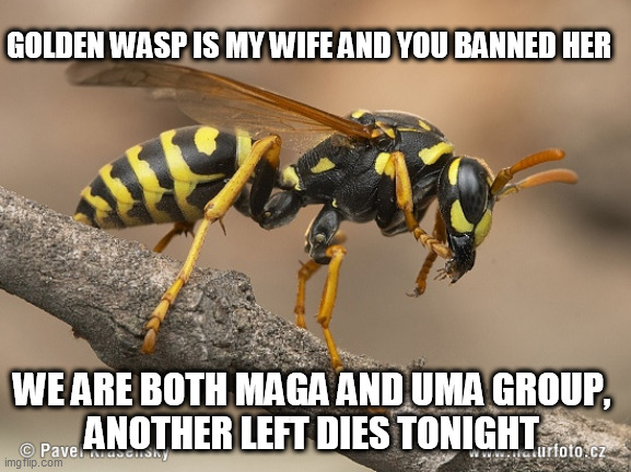 Wasp | GOLDEN WASP IS MY WIFE AND YOU BANNED HER; WE ARE BOTH MAGA AND UMA GROUP, 
ANOTHER LEFT DIES TONIGHT | image tagged in wasp | made w/ Imgflip meme maker