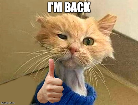 thumb cat | I'M BACK | image tagged in thumb cat | made w/ Imgflip meme maker