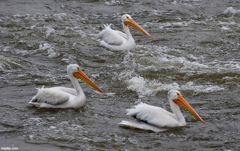 Pelicans on the Mississippi | image tagged in pelicans,river | made w/ Imgflip meme maker