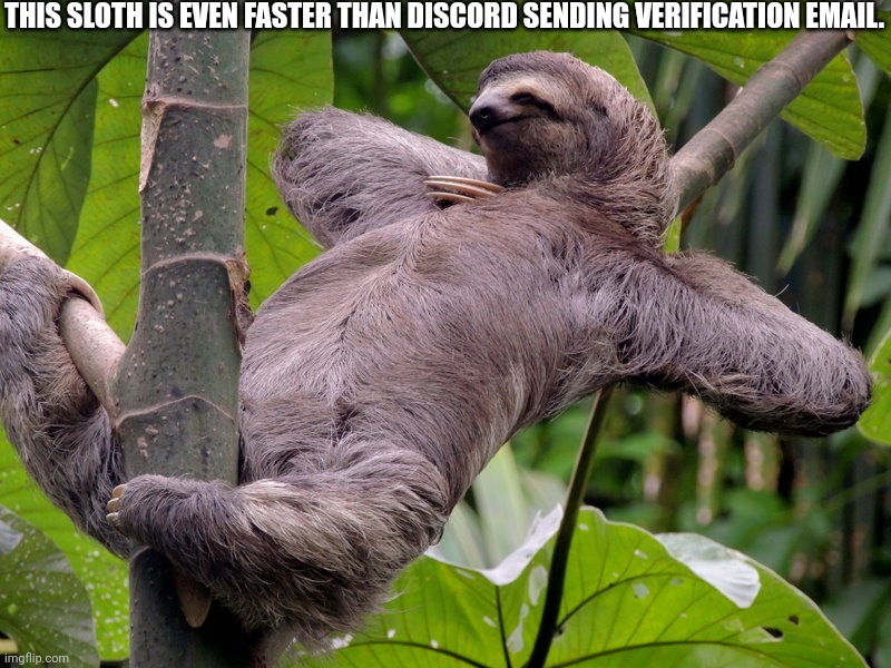 Lazy Sloth | THIS SLOTH IS EVEN FASTER THAN DISCORD SENDING VERIFICATION EMAIL. | image tagged in lazy sloth | made w/ Imgflip meme maker