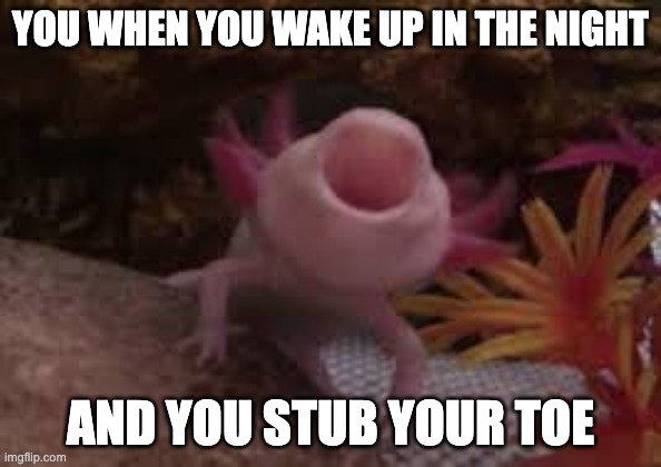 Axolotl | YOU WHEN YOU WAKE UP IN THE NIGHT; AND YOU STUB YOUR TOE | image tagged in axolotl | made w/ Imgflip meme maker