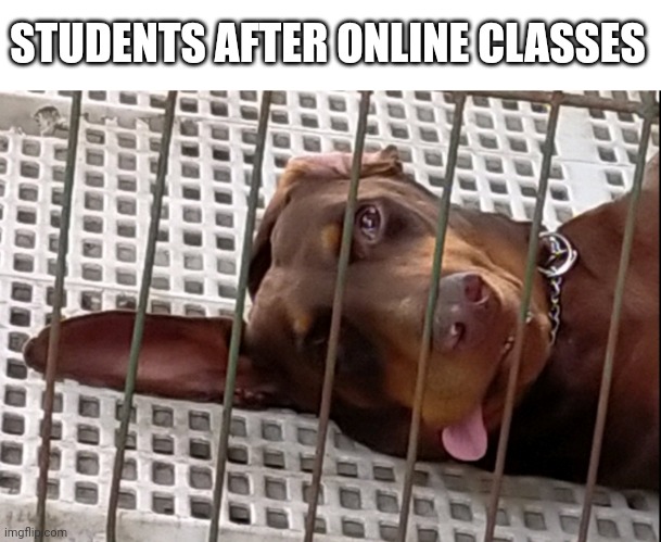 Students after online classes | STUDENTS AFTER ONLINE CLASSES | image tagged in funny,dog | made w/ Imgflip meme maker