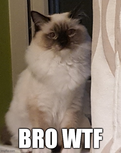 Bro wtf | BRO WTF | image tagged in cat | made w/ Imgflip meme maker