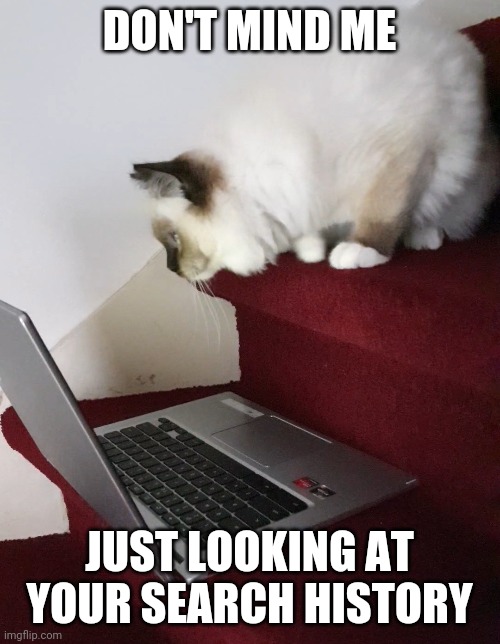DON'T MIND ME; JUST LOOKING AT YOUR SEARCH HISTORY | image tagged in cat,search history | made w/ Imgflip meme maker