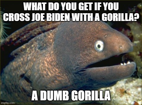 The problem with political jokes is they get elected | WHAT DO YOU GET IF YOU CROSS JOE BIDEN WITH A GORILLA? A DUMB GORILLA | image tagged in memes,bad joke eel,biden,presidunce,joe biden | made w/ Imgflip meme maker