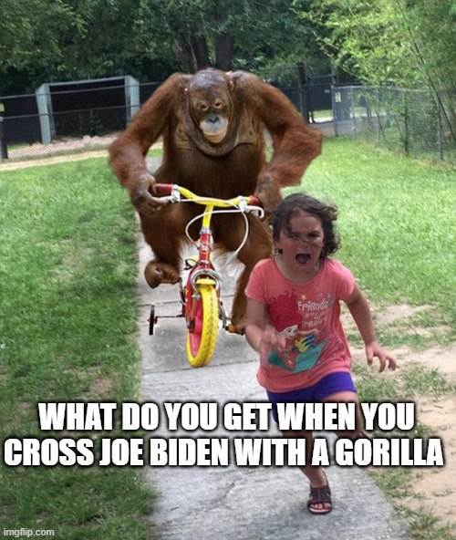 Orangutan chasing girl on a tricycle | WHAT DO YOU GET WHEN YOU CROSS JOE BIDEN WITH A GORILLA | image tagged in orangutan chasing girl on a tricycle | made w/ Imgflip meme maker