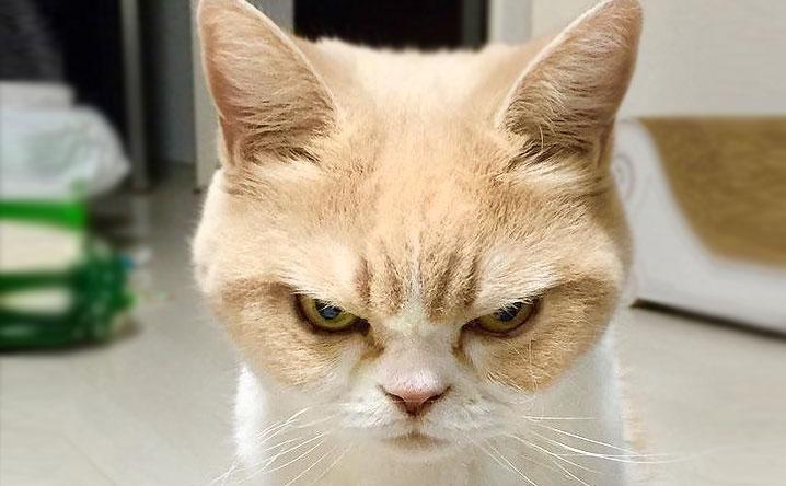 High Quality Angry Cat Face Blank Meme Template