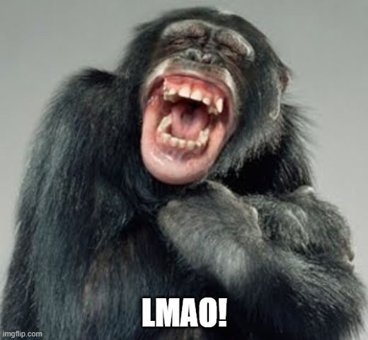 Laughing Monkey | LMAO! | image tagged in laughing monkey | made w/ Imgflip meme maker