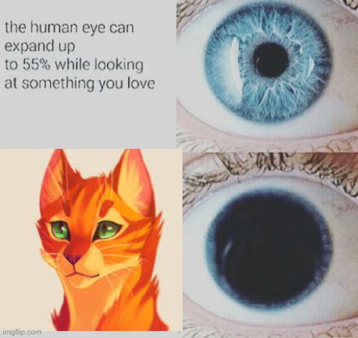 Yeah i love warrior cats | image tagged in warrior cats | made w/ Imgflip meme maker