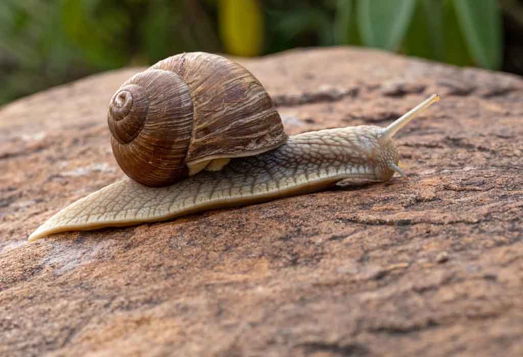 Snail Pace Blank Meme Template