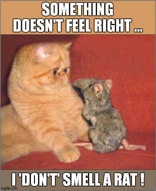 One Confused Cat ! | SOMETHING DOESN'T FEEL RIGHT ... I 'DON'T' SMELL A RAT ! | image tagged in cats,rats,soft toy,confusion | made w/ Imgflip meme maker