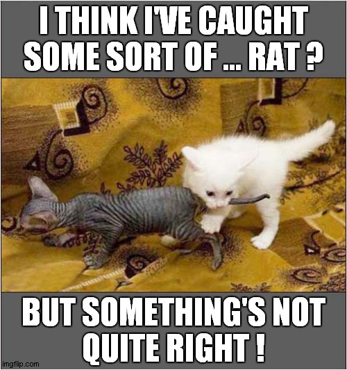 One Confused Kitten ! | I THINK I'VE CAUGHT SOME SORT OF ... RAT ? BUT SOMETHING'S NOT
QUITE RIGHT ! | image tagged in cats,hairless,confusion | made w/ Imgflip meme maker