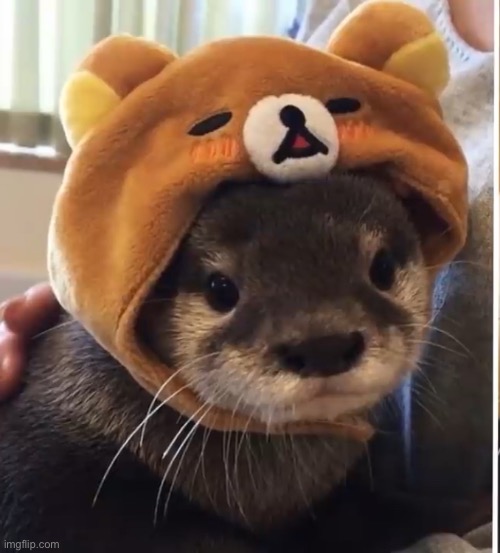 I’m going to post images of otters now to make up for the trauma of the croag puppy stuffs | made w/ Imgflip meme maker
