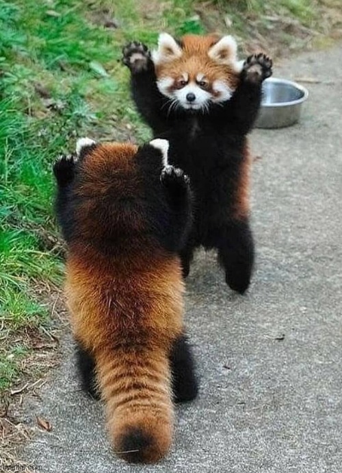 Red pandas :D | made w/ Imgflip meme maker