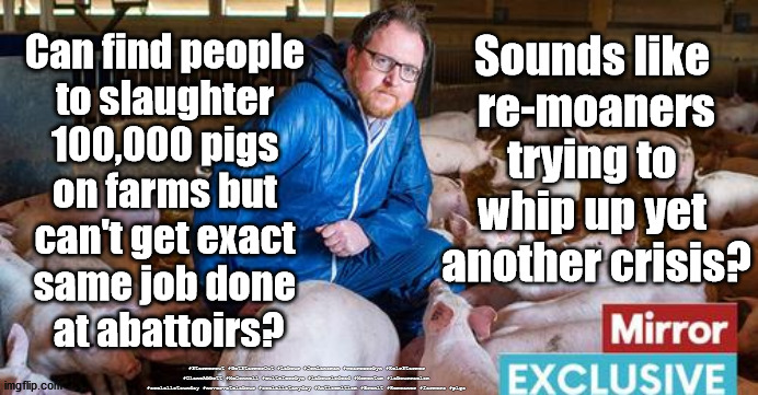 Pigs - Brexit remoaners | Can find people 
to slaughter 
100,000 pigs 
on farms but 
can't get exact 
same job done 
at abattoirs? Sounds like 
re-moaners trying to 
whip up yet 
another crisis? #Starmerout #GetStarmerOut #Labour #JonLansman #wearecorbyn #KeirStarmer #DianeAbbott #McDonnell #cultofcorbyn #labourisdead #Momentum #labourracism #socialistsunday #nevervotelabour #socialistanyday #Antisemitism #Brexit #Remoaner #farmers #pigs | image tagged in pig farmers,brexit remoaners,immigrant workers,pig pork crisis,labourisdead,cultofcorbyn | made w/ Imgflip meme maker