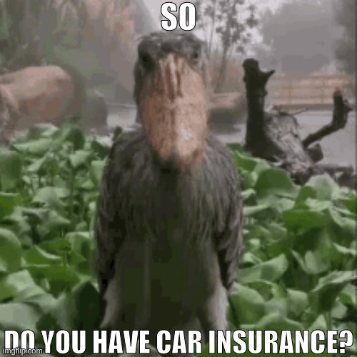 can i have back mod ??? | SO; DO YOU HAVE CAR INSURANCE? | image tagged in shoebill | made w/ Imgflip meme maker