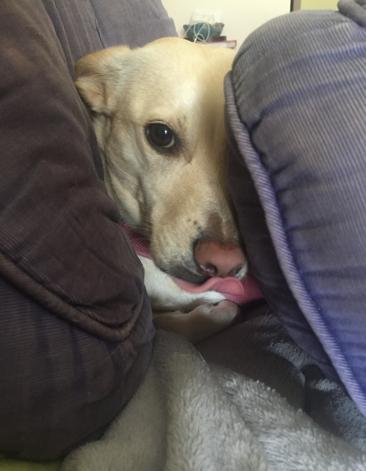 Pillow pupper sammich Blank Meme Template