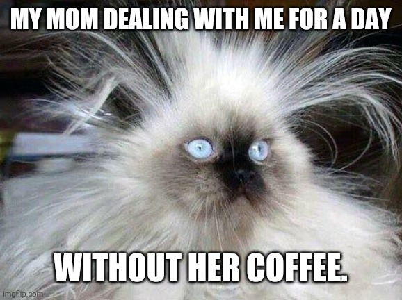 Crazy Hair Cat | MY MOM DEALING WITH ME FOR A DAY; WITHOUT HER COFFEE. | image tagged in crazy hair cat | made w/ Imgflip meme maker