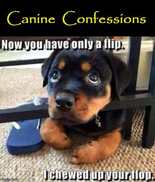 Canine Confessions | Canine  Confessions | image tagged in apology | made w/ Imgflip meme maker