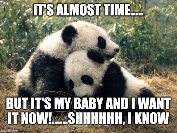 You will always and forever be my Soul Panda | IT'S ALMOST TIME..... BUT IT'S MY BABY AND I WANT IT NOW!......SHHHHHH, I KNOW | image tagged in panda | made w/ Imgflip meme maker