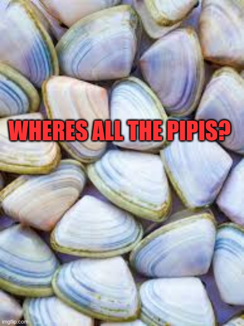 I'm lost | WHERES ALL THE PIPIS? | image tagged in pipis,confusion | made w/ Imgflip meme maker