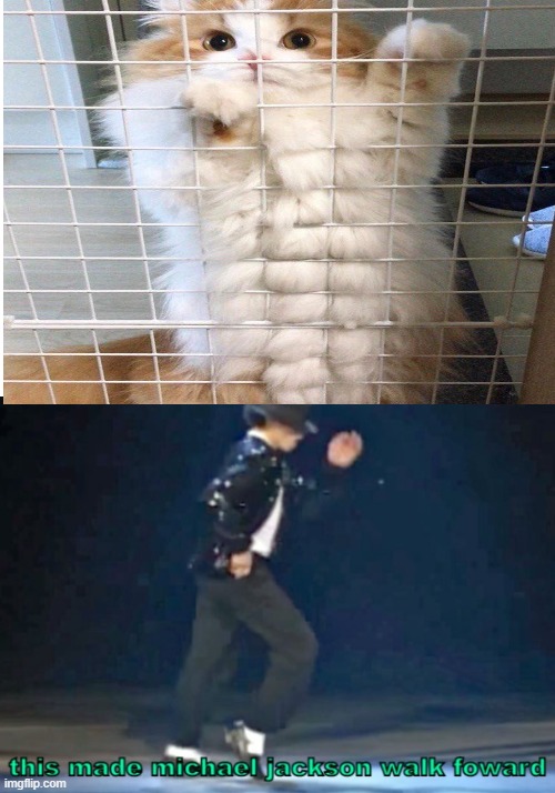 cats are soft *really*: | image tagged in this made michael jackson walk foward | made w/ Imgflip meme maker