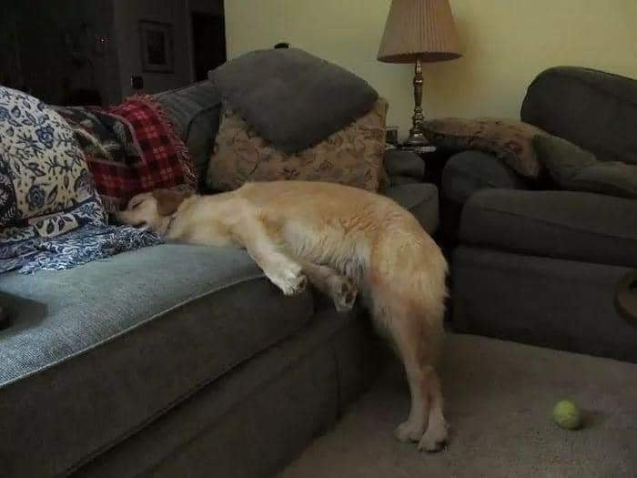 dog sleeping funny Blank Meme Template