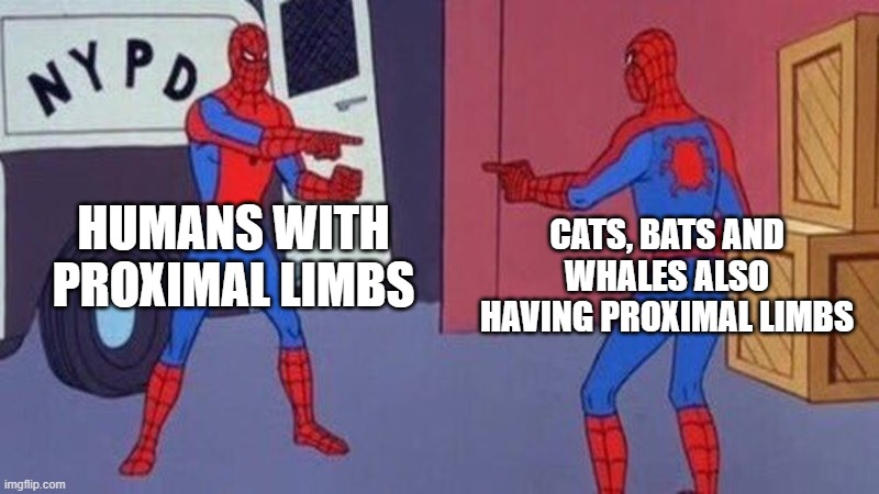 shared bone types? | HUMANS WITH PROXIMAL LIMBS; CATS, BATS AND WHALES ALSO HAVING PROXIMAL LIMBS | image tagged in spiderman pointing at spiderman | made w/ Imgflip meme maker