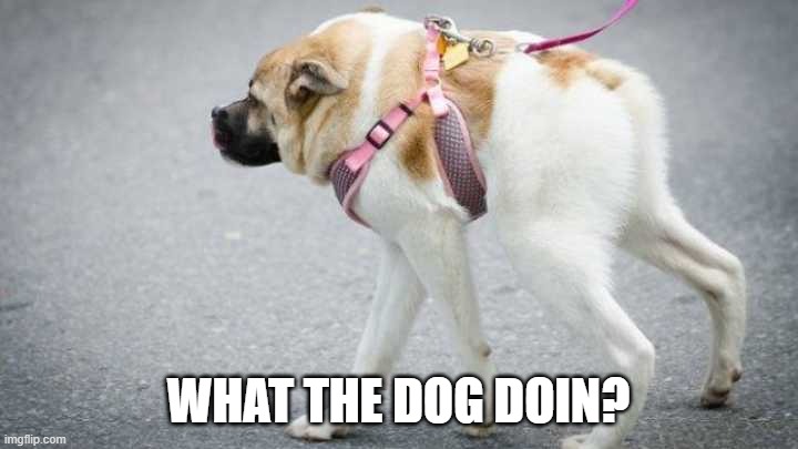 WHAT THE DOG DOIN? | made w/ Imgflip meme maker