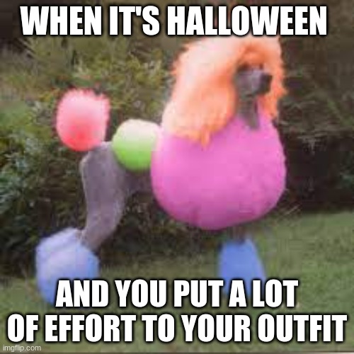 Fancy Poodle Meme | WHEN IT'S HALLOWEEN; AND YOU PUT A LOT OF EFFORT TO YOUR OUTFIT | image tagged in halloween,animals,fancy,fashion | made w/ Imgflip meme maker