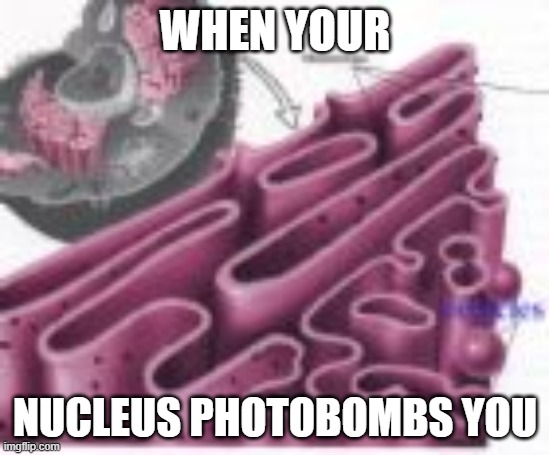 when your nucleus photobombs you | WHEN YOUR; NUCLEUS PHOTOBOMBS YOU | image tagged in biology,science,scientist,scientists | made w/ Imgflip meme maker