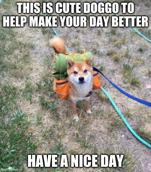THIS IS CUTE DOGGO TO HELP MAKE YOUR DAY BETTER; HAVE A NICE DAY | made w/ Imgflip meme maker
